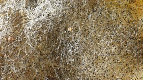 Eine Nahaufnahme von Schimmel und Pilzen auf Brot.