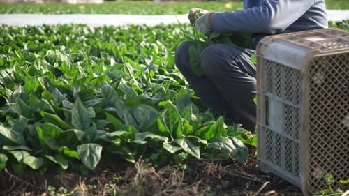 A man harvesting spinach