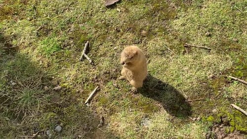 Präriehund frisst an sonnigen Tagen Obst in grasbewachsenem Lebensraum. Hoher Winkel