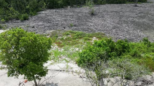 Forest cleared in patches under bright sunlight
