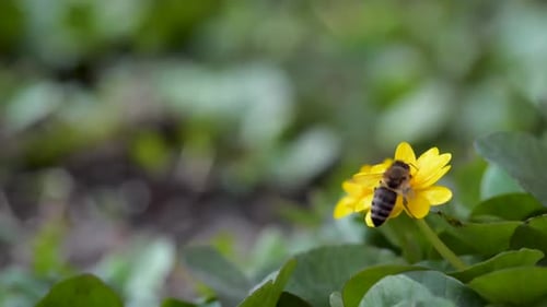 Honey Bee on Yellow Flower in Spring