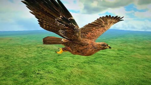 Steppe Eagle In Flight
