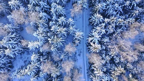 Road in snowy forest. Transportation in winter. Aerial view