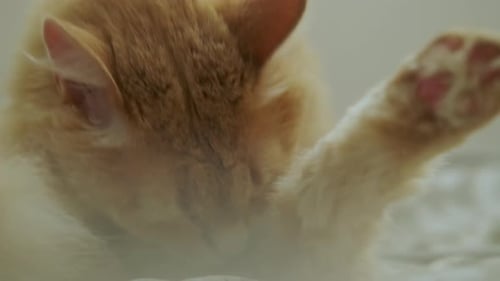 Orange Cat Licking Paw on White Bed