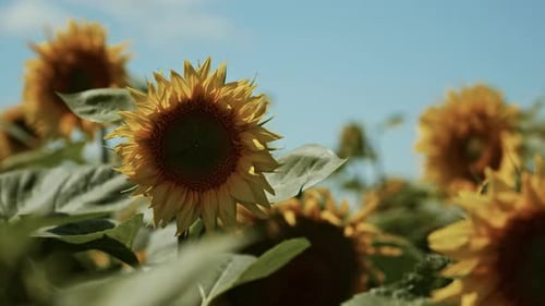 Vibrant Sunflower Field on a Sunny Day