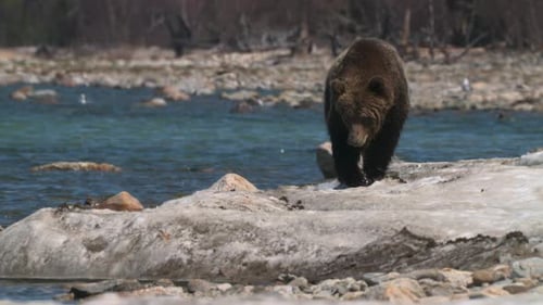 Brown Bear Walking on Snowy Ground in Nature