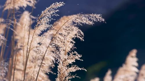 Pampas Grass blowing in the breeze in Provo Canyon