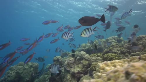 Colorful tropical reef fish - school of sergeant major fish beneath a coral with the sun behind