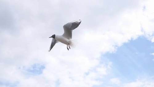 Seagulls Fly Against a Cloudy Blue Sky