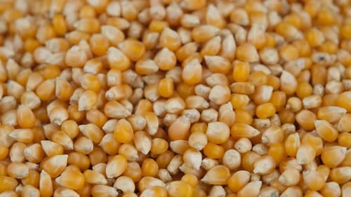 graines de pop-corn