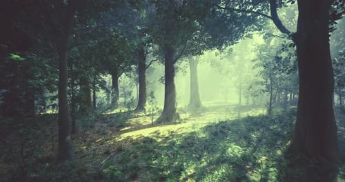 Sunlight Filters Through Trees in a Serene Forest Setting