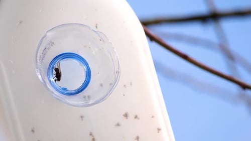 Outdoors traditional flytrap. Handmade fly trap outdoor in garden.