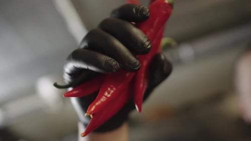Gloved Hand Holding Vibrant Red Chili Peppers