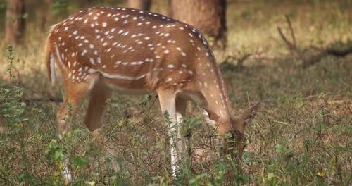 Beautiful Female Chital or Spotted Deer Grazing in Ranthambore National Park India