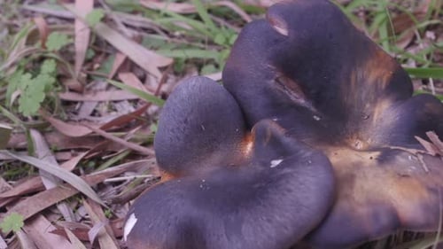 close up slider shot of a mushroom growing amongst the grass and dead leaves.