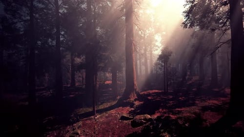 A Dense Forest with Towering Trees