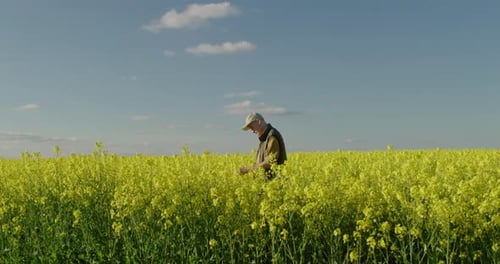A Young Farmer Examines Rapeseed Seedlings Stands in a Picturesque Field of Blooming Rapeseed