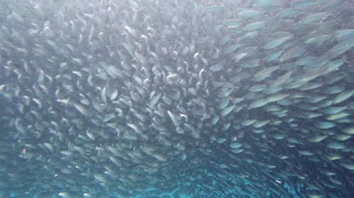 Shoal of Sardines in the Sea