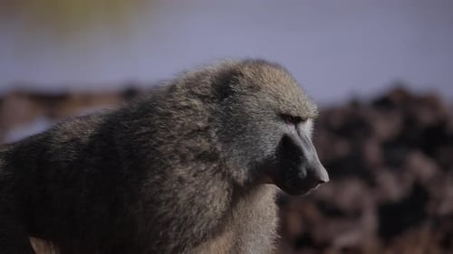 African Baboon Walking By the Water