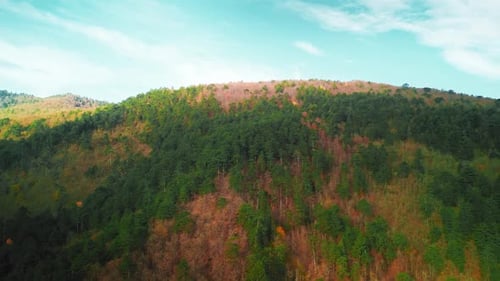 Autumn Forest