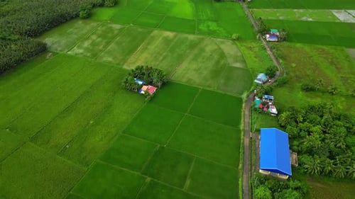 Drone View Lush Green Rice Paddies and Rural Village Landscape