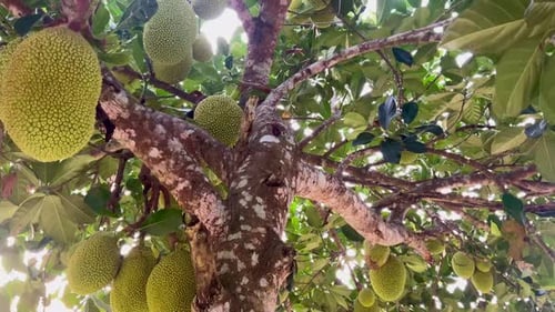 Fresh young green jackfruit hanging on the tree