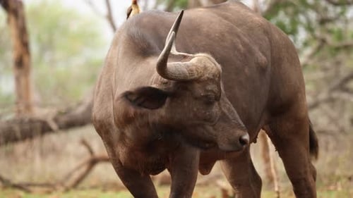 Oxpecker se sienta en lo alto de Cape Buffalo mientras mata moscas con orejas peludas
