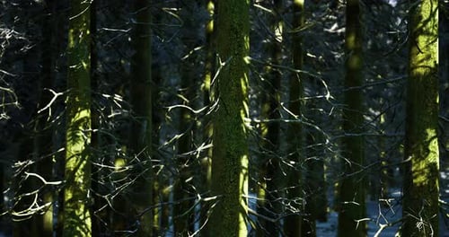 Sunlight Filters Through Dense Forest Showcasing Moss Covered Trees