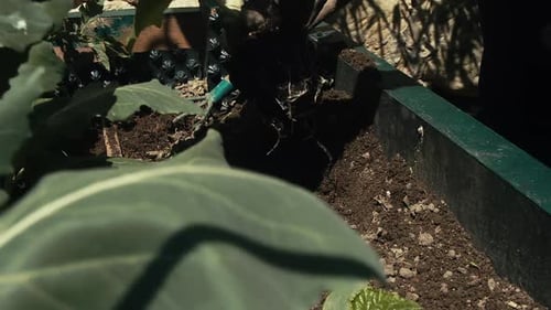 Hands firmly rake soil to plant in garden box, leaf blows in foreground
