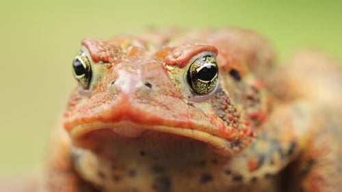 Close-up shot of an American Toad