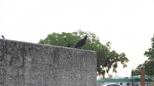 Buitre negro volando. Filmado en el sur de Georgia.