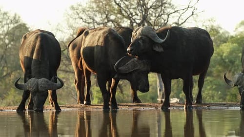 Imagen panorámica de un grupo de búfalos machos del Cabo de pie y bebiendo en un pozo de agua, Greater Kruger.