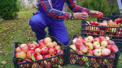 Farmer working with baskets full of apples. Organic fresh fruits in baskets.