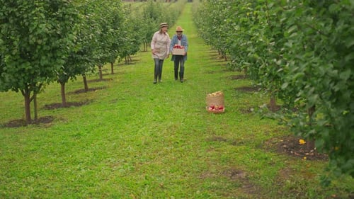 Footage of Grandparents Walking Through Beautiful Apple Orchard with Green Trees Grandchildren
