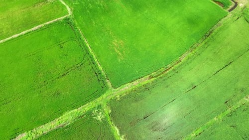 Aerial view of lush green rice fields. 4K.