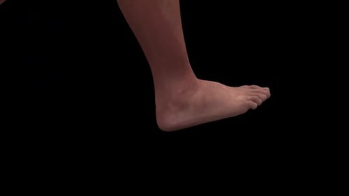 Animated Human Foot Walking with Heel Pain and Skeletal Reveal