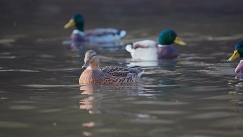 A flock of wild ducks swims on the water surface close-up