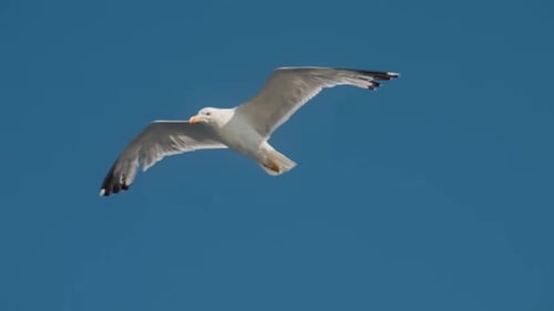 Möwe - 2K