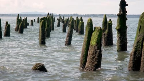 Weathered wooden pilings covered in green moss rise from coastal water along an old pier at low
