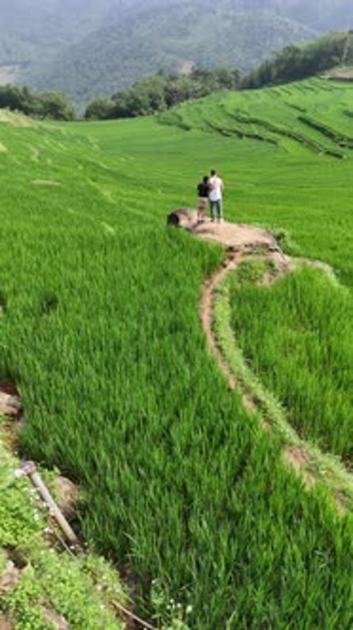 Des rizières nichées dans le paysage karstique montagneux accidenté de Ha Giang, dans le nord du Vietnam