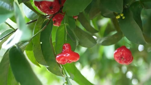 water guava fruit