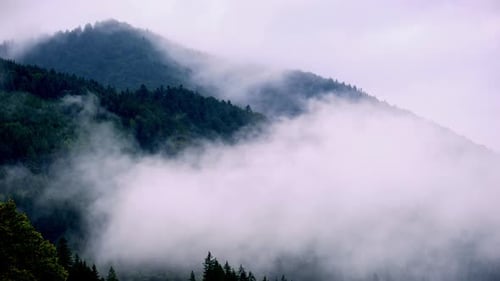 Timelapse of Thick Fog Moving Over a Dense Green Mountain Forest