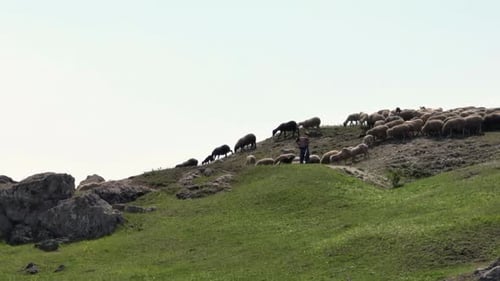 Filmmusik Drohnenaufnahmen: Schäfer lenkt Schafe auf Rocky Hill mit Präzision
