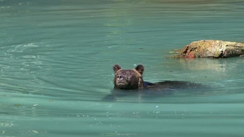 Brown bear looks toward camera, sniffs air as it swims in deep pond