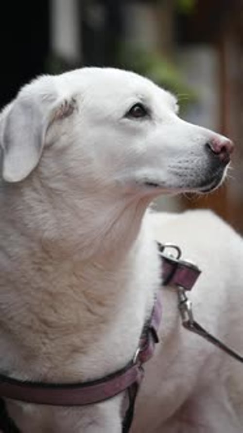 White Dog Enjoys a Calm Moment Outdoors in the Neighborhood
