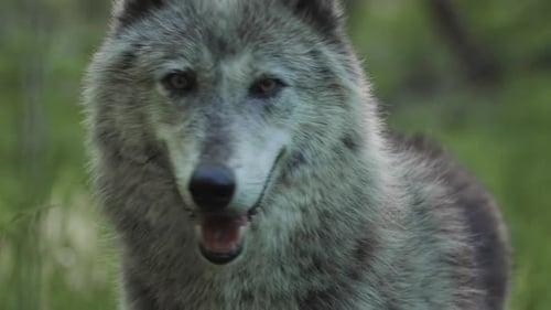 Close-Up of Gray Wolf with Intense Gaze in the Forest
