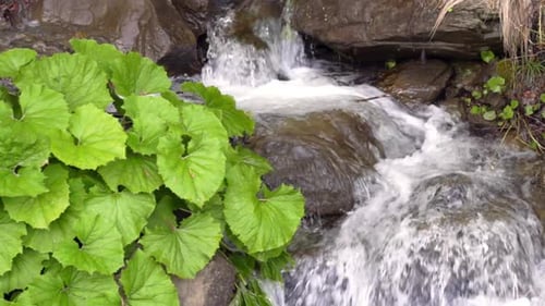 Water Stream Inside Canyon and Green Platanus Leaves. Flowing Water in Mountains