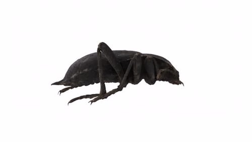 Black bug 3d object rotating loop