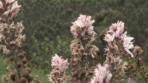 White asphodel flowers in the background forest trees