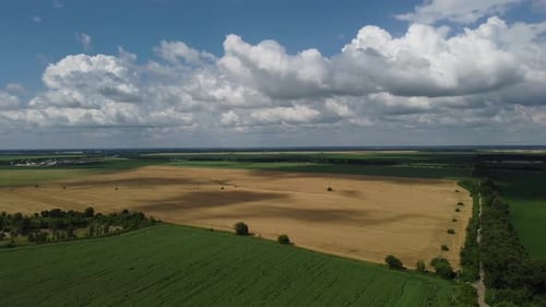 Landscape with Yellow Wheat Field with Green Fields with Agricultural Plants